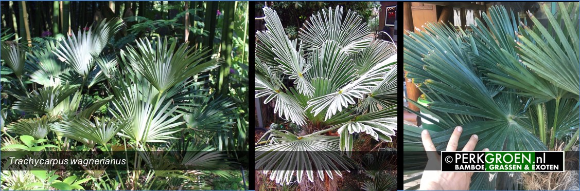 Trachycarpus wagnerianus Trachycarpus wagnerianus
